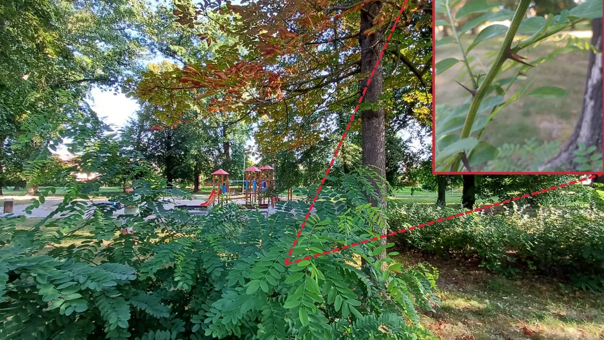 Nové druhy dřevin ve městech jsou spojeny s riziky, varují olomoučtí vědci