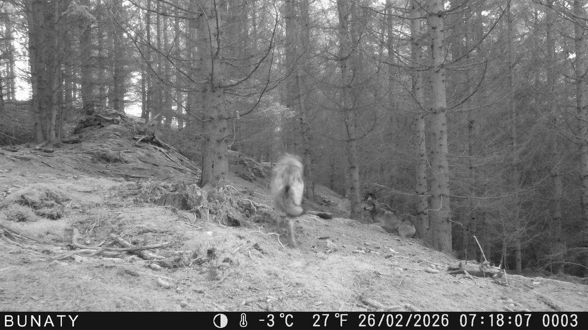 Dva vlci se prohánějí lesem u Moravského krasu. Přibližují se k Brnu