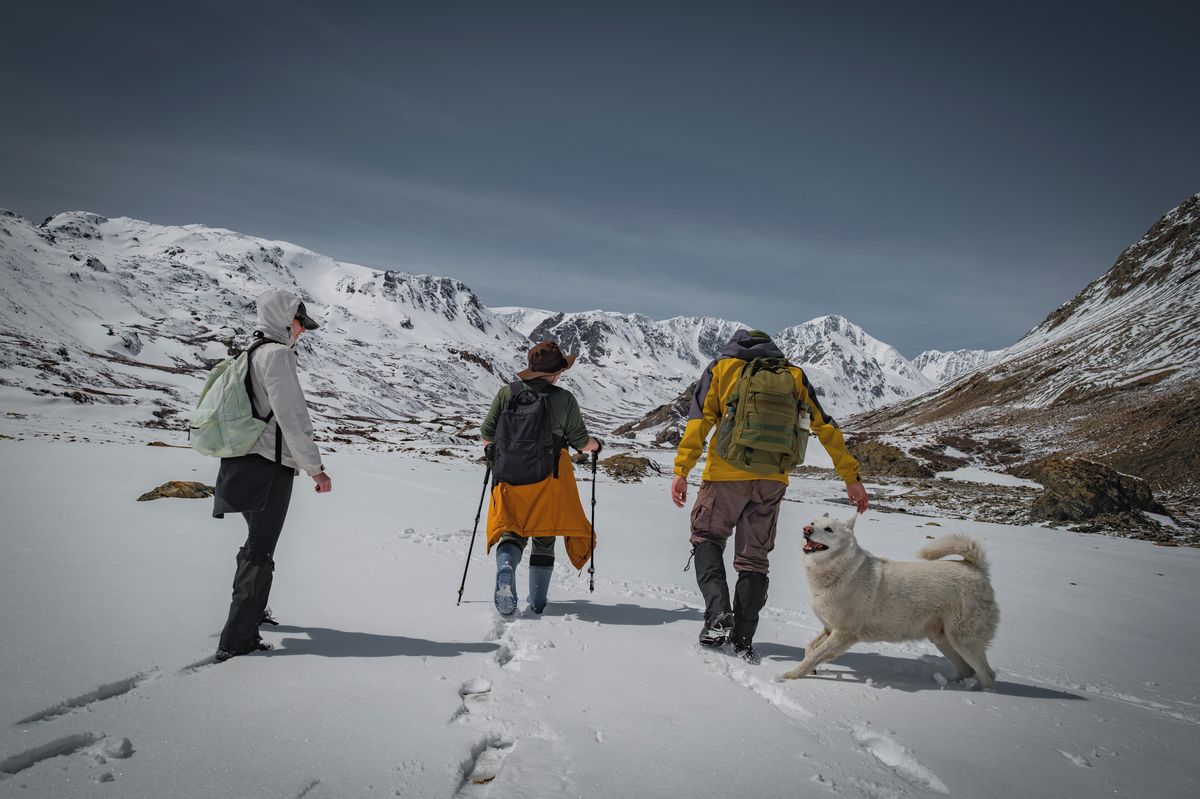Pes přežil devět dní v zasněžených horách, ve výšce 1900 metrů jej zachránili turisté