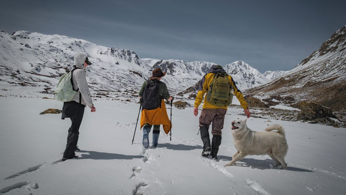 Pes přežil devět dní v zasněžených horách, ve výšce 1900 metrů jej zachránili turisté
