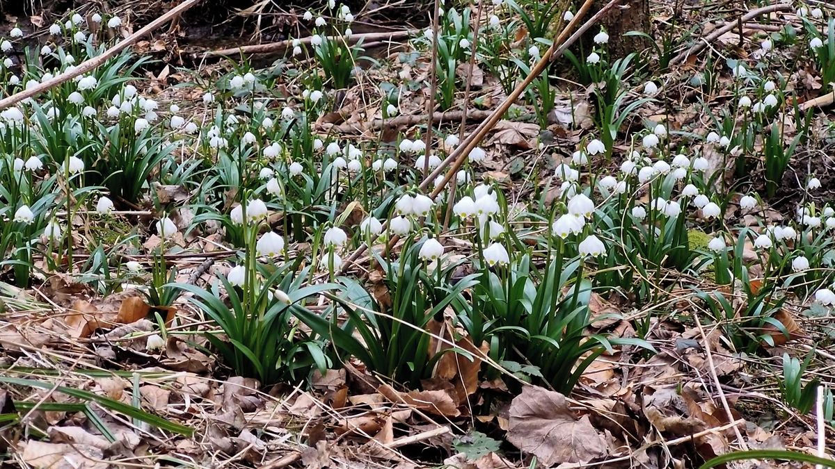 FOTO: Křehké bledule v rezervaci na Vysočině jsou v plném květu