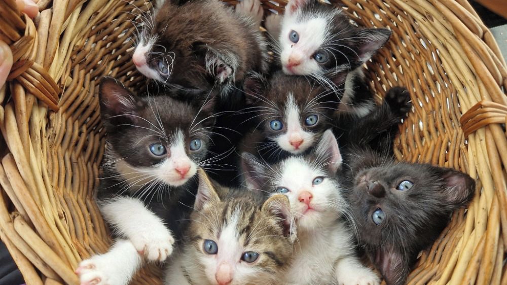 Muž v Ostravě ukradl kasičku se sbírkou na nemocné kočky. Už je ve vazbě