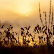 Jarní mlhy nad třeboňskými rybníky.