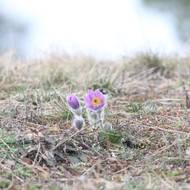 Podle starosty konikleců na vrchu Kobylinec v posledních letech ubylo.