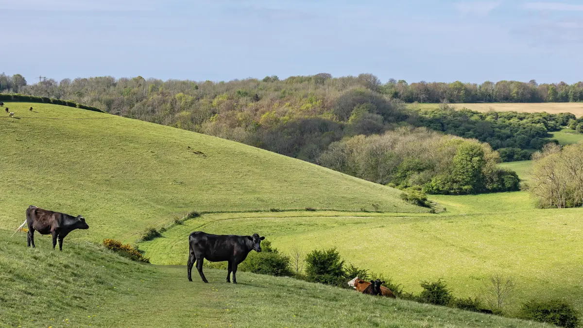 Bez AI se neobejdou už ani krávy, tvrdí farmář