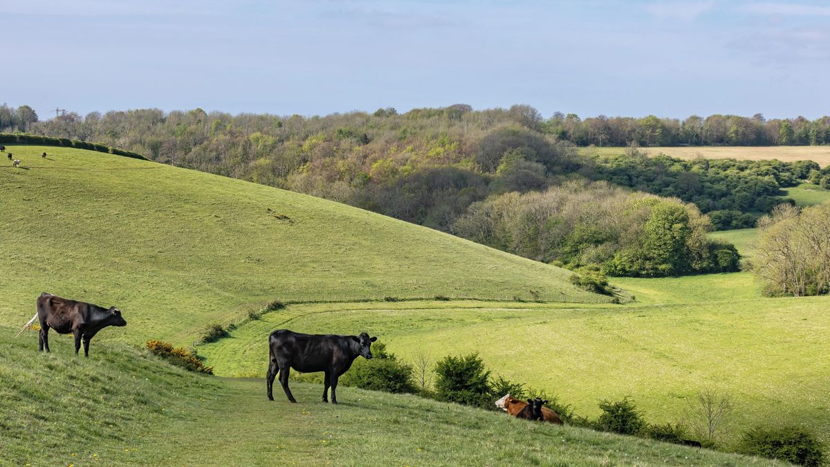 Bez AI se neobejdou už ani krávy, tvrdí farmář