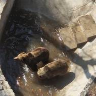 Ve vodě to medvědy velmi baví.