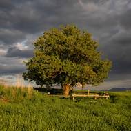 Stará jabloň, Slovensko, 3. místo