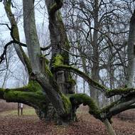 Lípa oběti, Lotyšsko, 4. místo