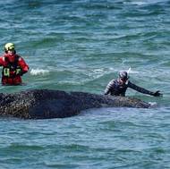 U záchrany asistoval mořský biolog Robert Marc Lehmann.