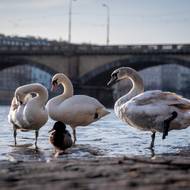 Labutě a kachny na břehu Vltavy. I ty už si zvykaly na jaro.