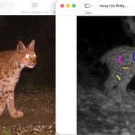 Podle skvrn na srsti odborníci určili, že jde o jedno a to samé zvíře. Na fotografiích označili několik míst, kde je jednoznačně vidět shoda.