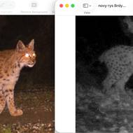 Levý snímek z roku 2024 ukazuje kotě rysice Malu v Bavorském lese, pravý pak stejné mládě v Brdech.