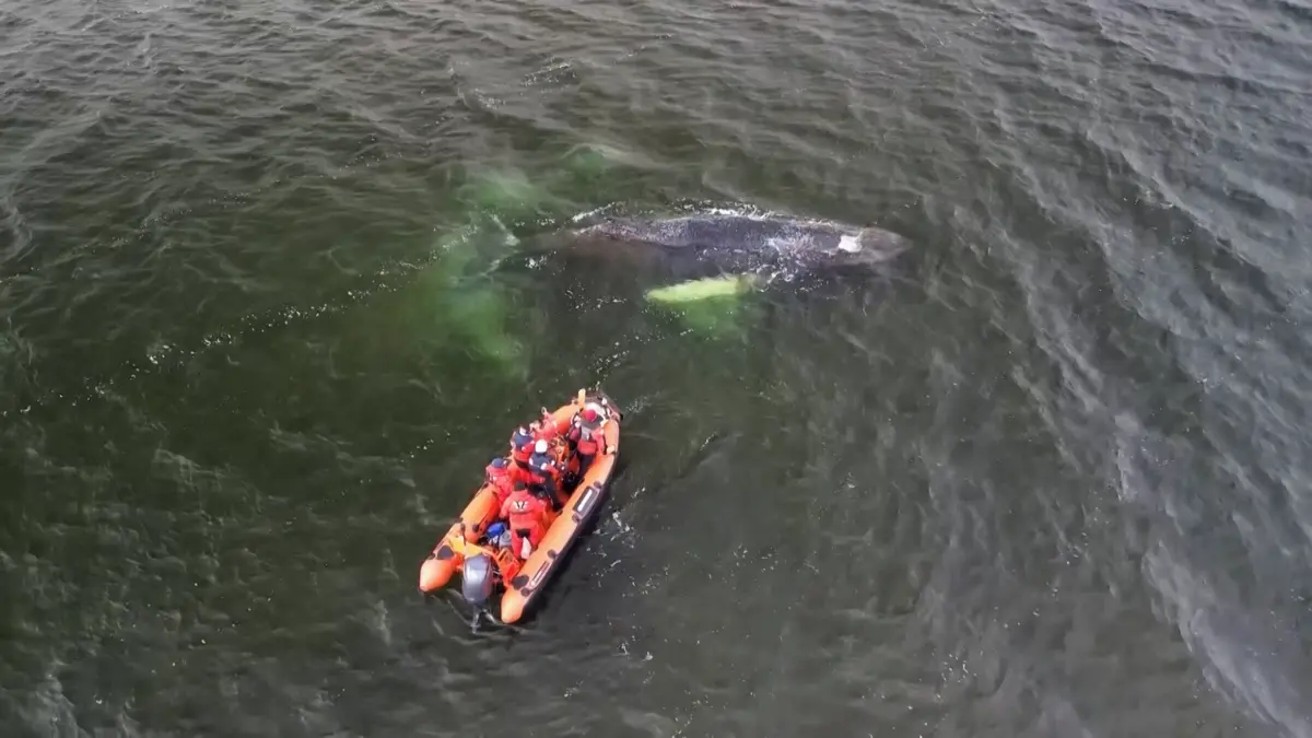 Stav velryby v zátoce na severu Německa se zhoršil