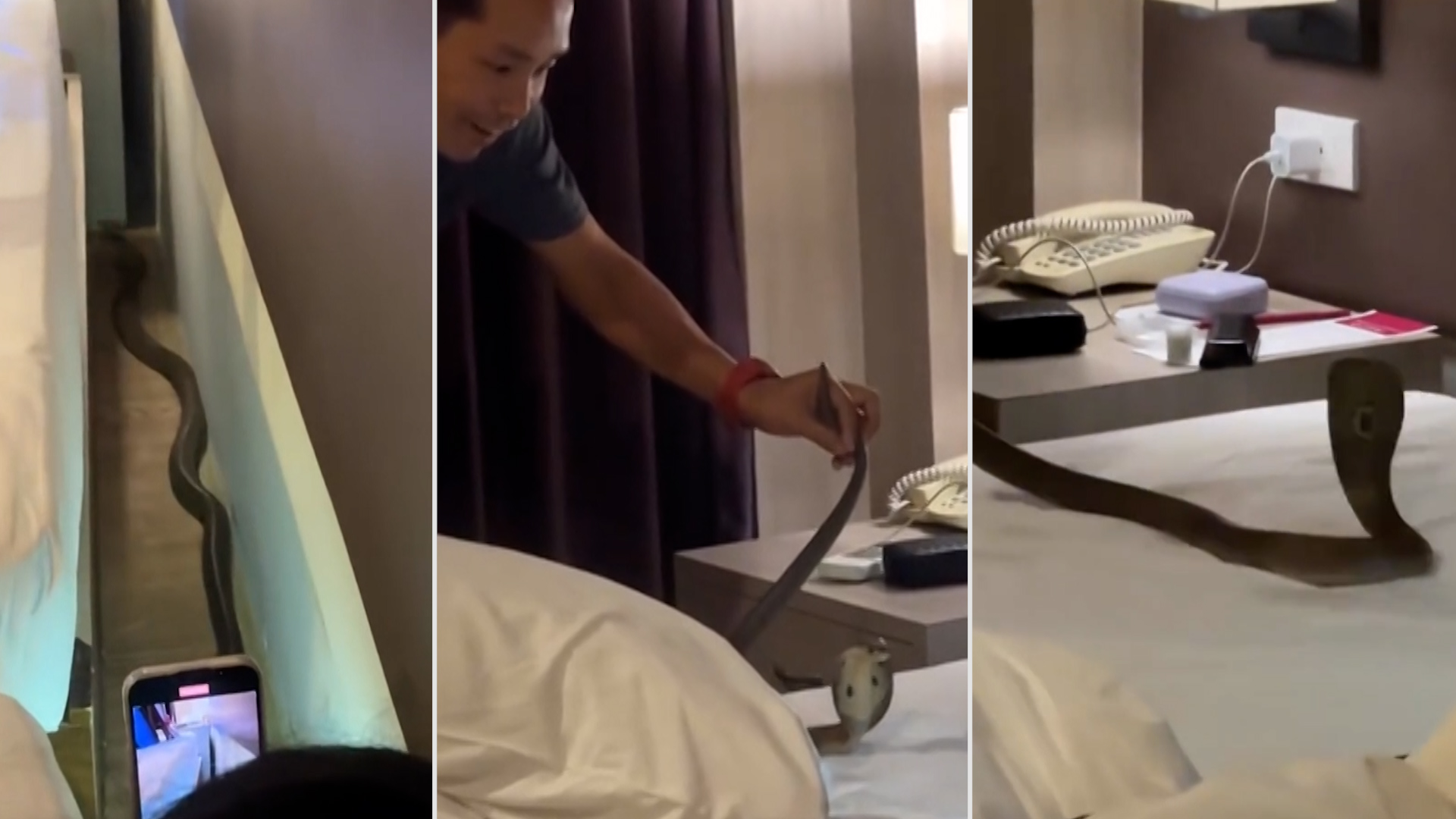 Noční můra v podobě kobry v posteli se zhmotnila turistům v Thajsku