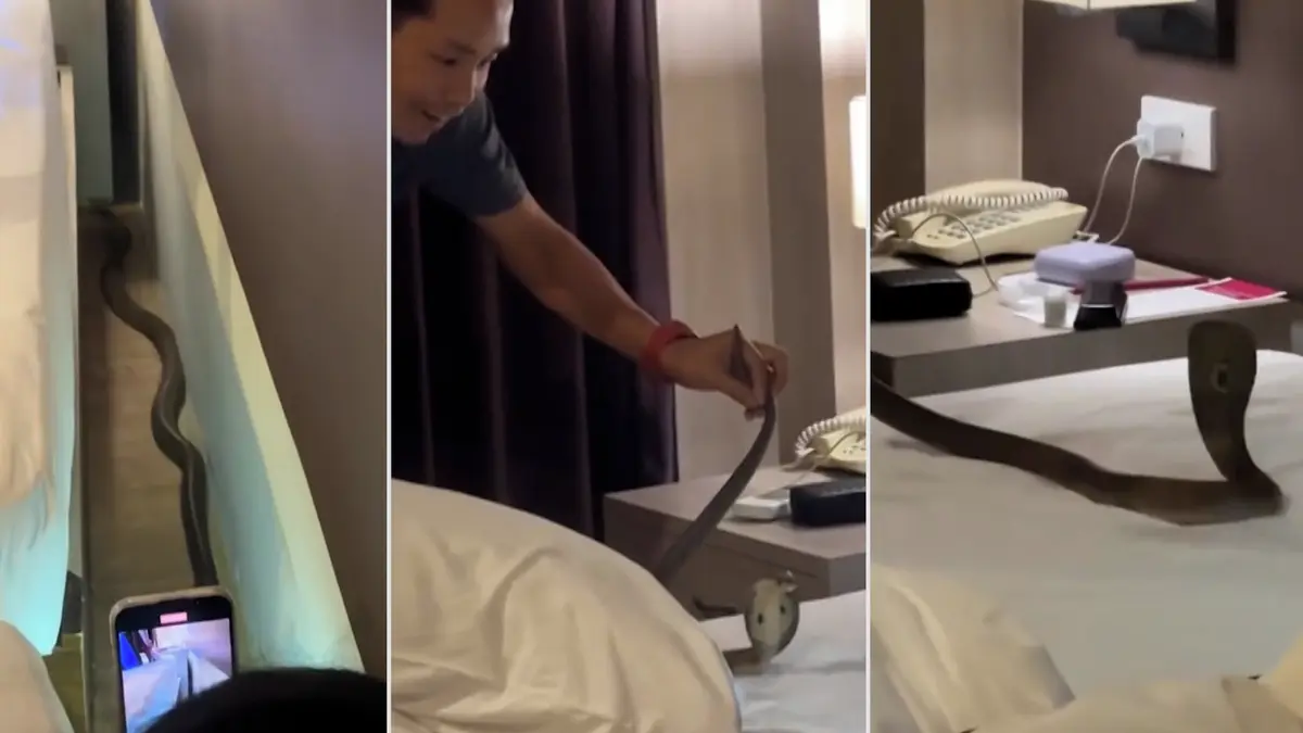 Noční můra v podobě kobry v posteli se zhmotnila turistům v Thajsku