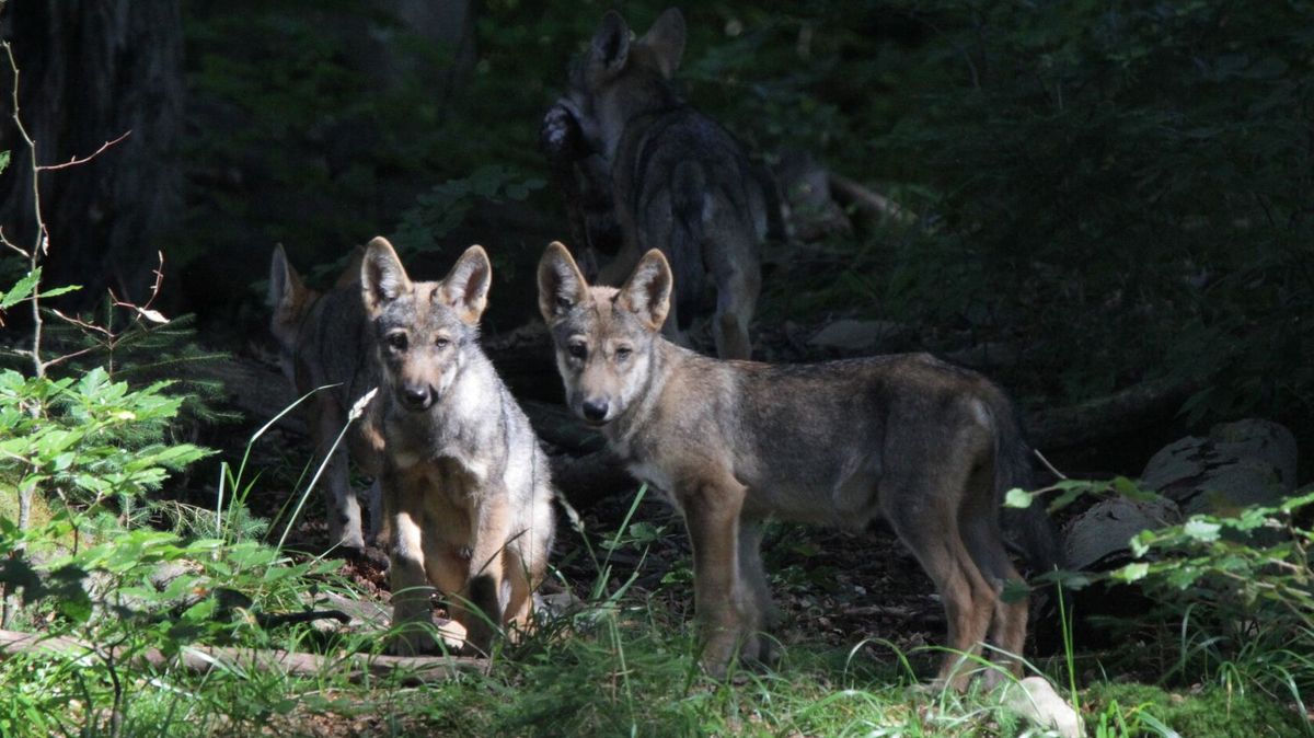 Velké šelmy Karpat lze chránit jen přeshraniční spolurací, shodli se vědci šesti zemí