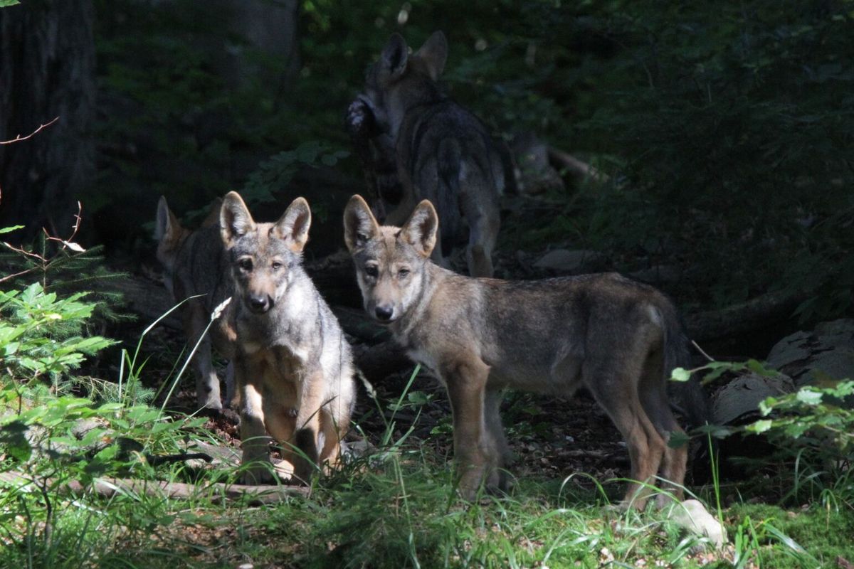 Velké šelmy Karpat lze chránit jen přeshraniční spoluprací, shodli se vědci šesti zemí