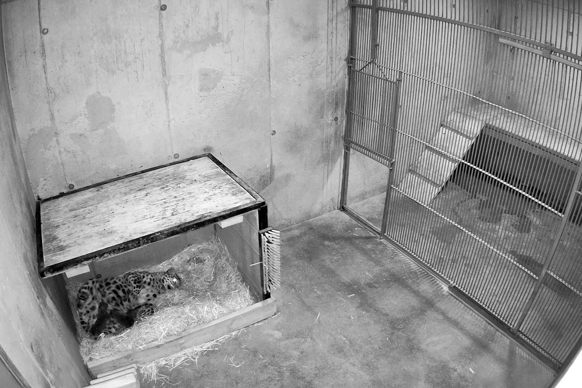 Narodila se trojčata. Po deseti letech má olomoucká zoo mláďata vzácných levhartů mandžuských