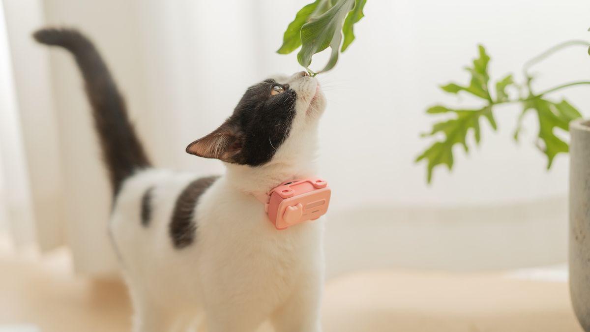 Telefonovat už mohou i psi a kočky. Na světě je první zvířecí mobil