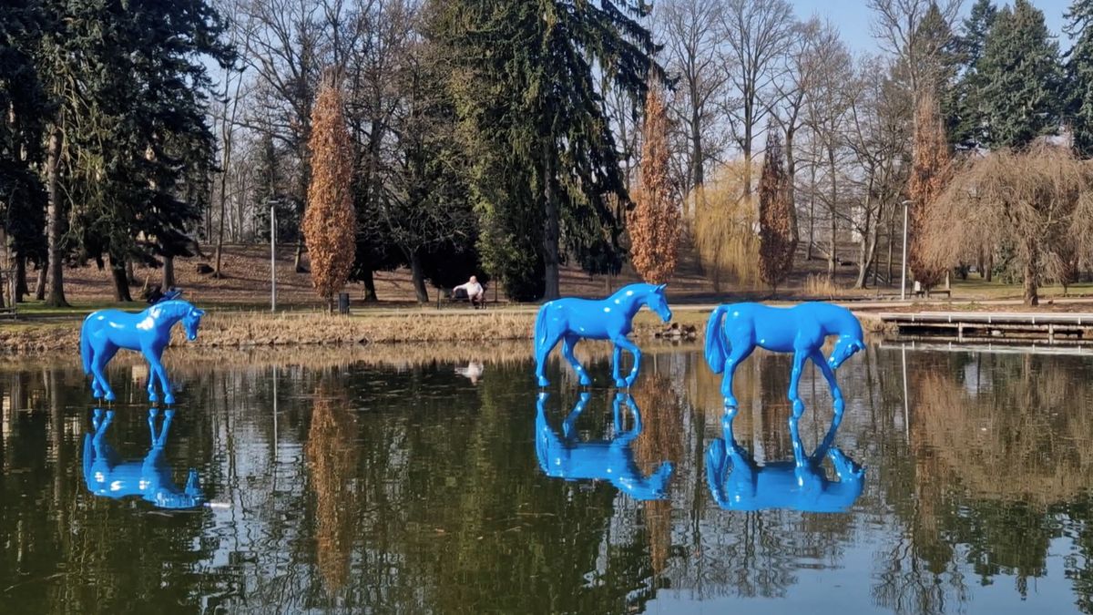 Modří koně se pasou na hladině jezírka v parku v Hradci Králové