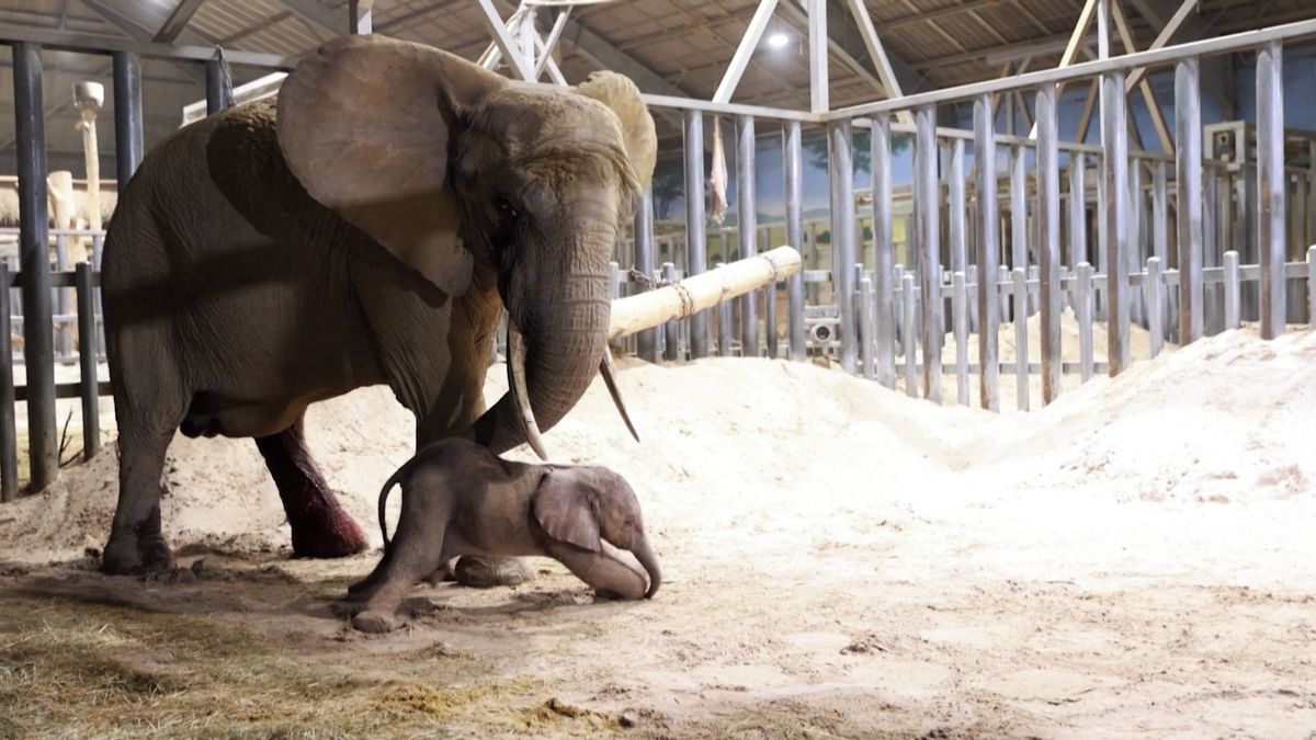 Drama ve francouzské zoo: Slonice rodila abnormálně velké slůně