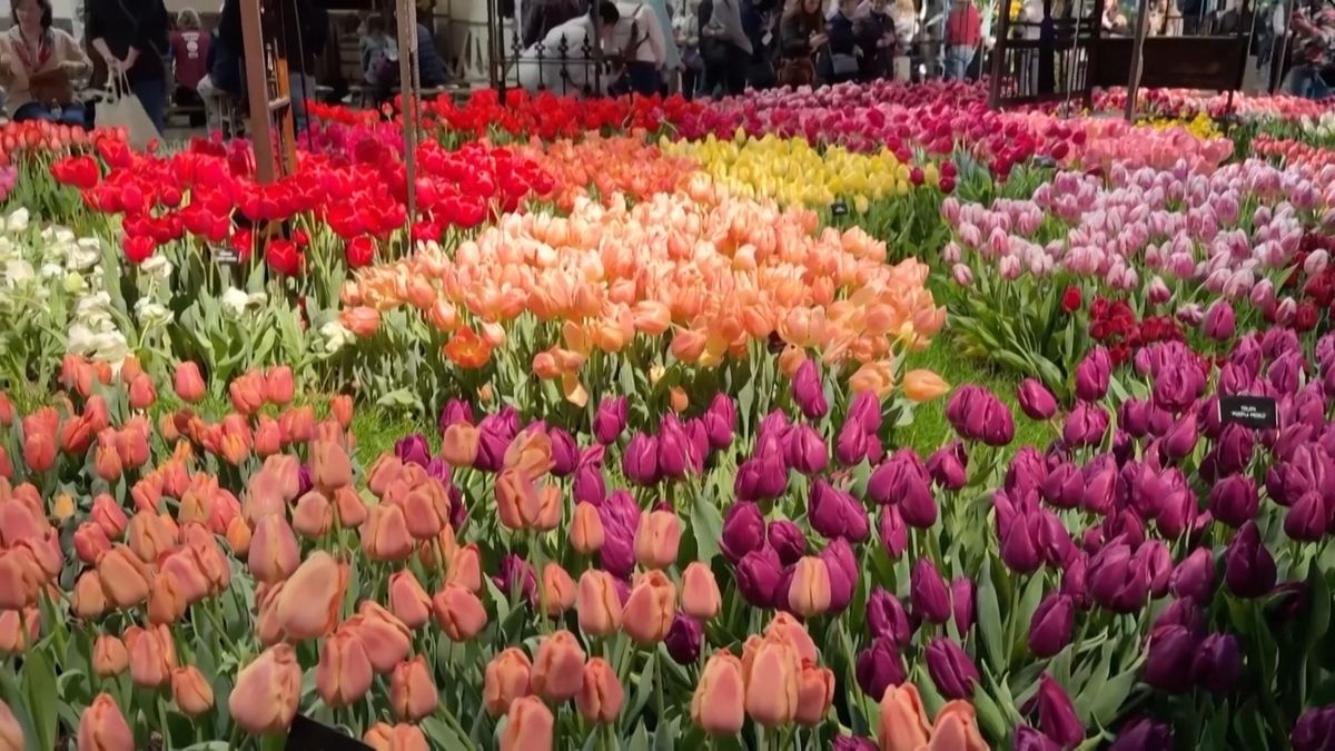 Jako vstoupit do říše divů. Největší krytá květinová přehlídka oslňuje záplavou barev