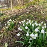 Bledule tu poprvé vysadila babička dnešního majitele.