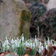 Sněženky kontrastují s omšelými kameny. 