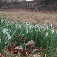 Záplava sněženek na louce pod hřbitovem