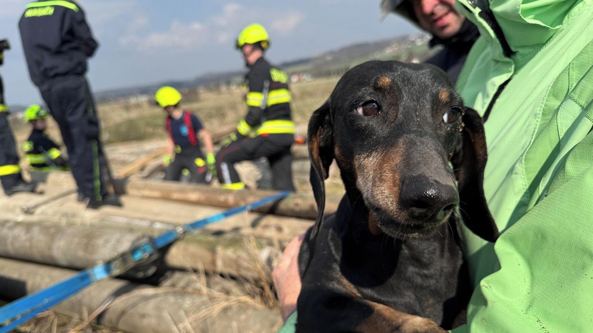 Jezevčík uvízl pod betonovými sloupy, na pomoc vyrazily dvě jednotky hasičů