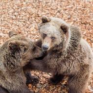 Ve výběhu žijí dva chlupatí sourozenci.