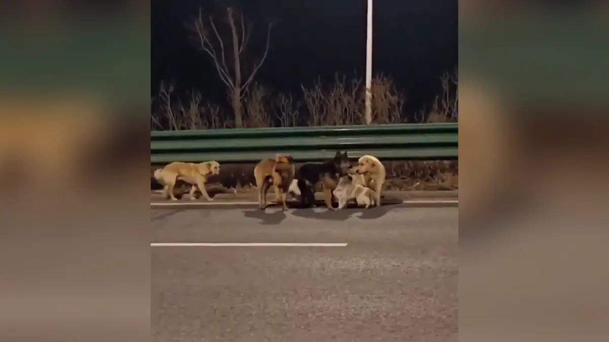 Parta sedmi psů v Číně zřejmě utekla řezníkovi. Video z jejich společné cesty domů ohromilo internet