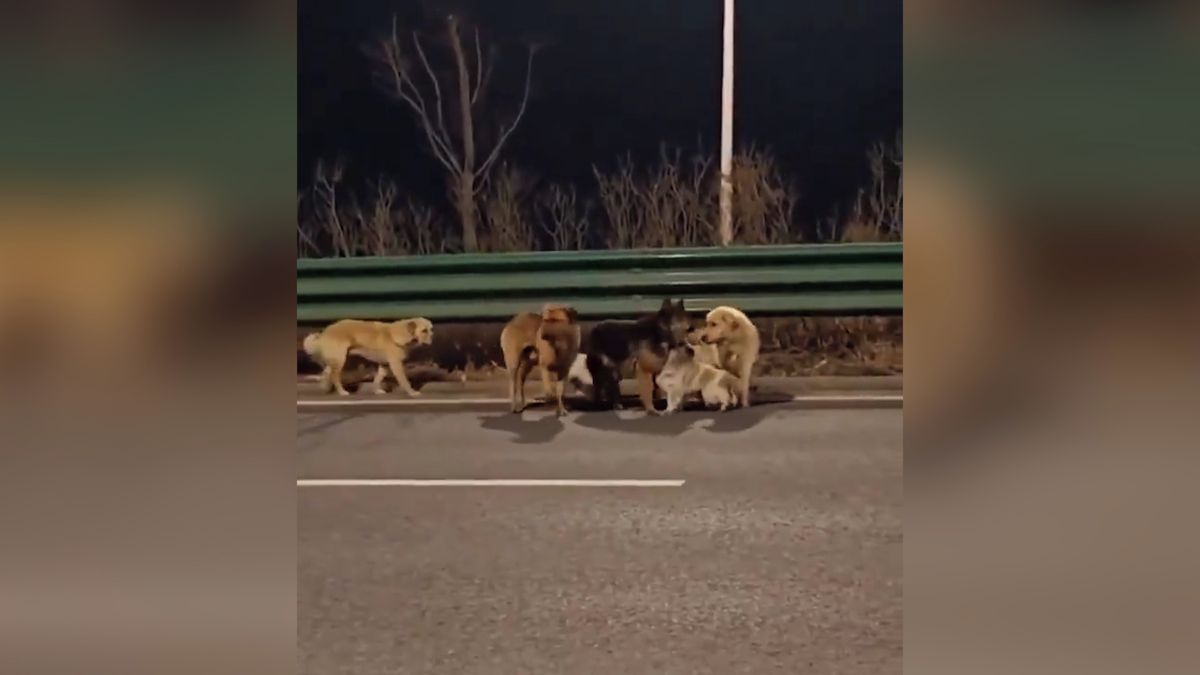 Parta sedmi psů v Číně zřejmě utekla řezníkovi. Video z jejich společné cesty domů ohromilo internet
