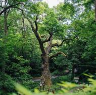 Oldřichův dub, Česko, 7. místo