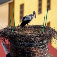 I tak v těchto týdnech spousty čápů překonávají tisícikilometrové vzdálenosti. 