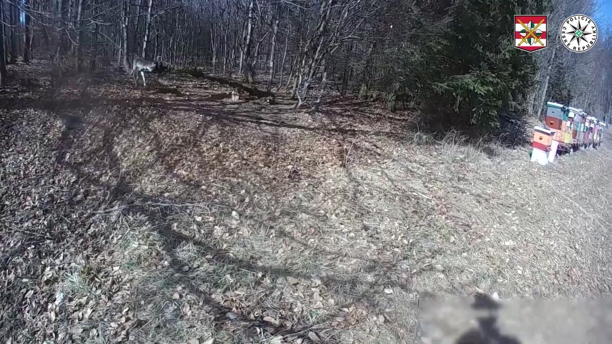 Jelen se zapletl parožím do sítě. Zachránili ho policisté z Boskovic