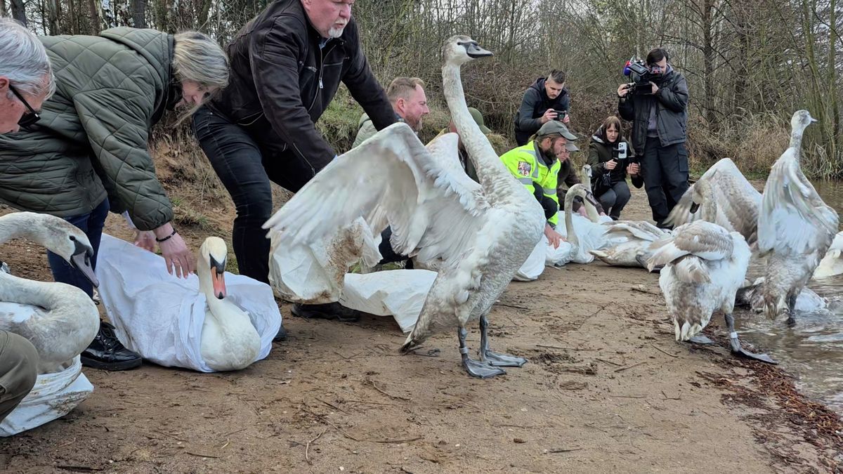 Záchranáři vypustili na písník uzdravené labutě, zranily se následkem tuhé zimy