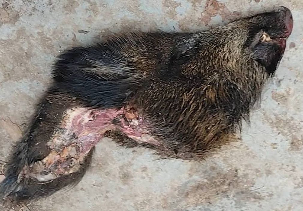 Poradci pražské političky přistála u domu uříznutá kančí hlava. Mafiánský vzkaz řeší policie