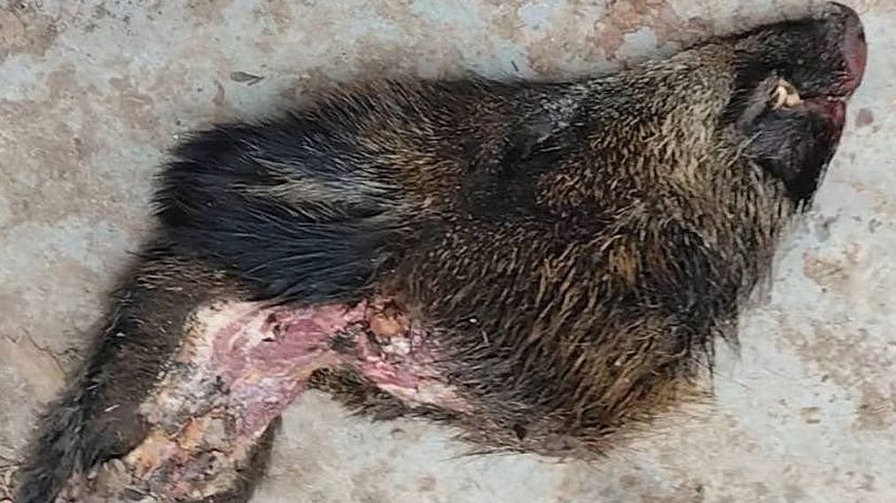 Poradci pražské političky přistála u domu uříznutá kančí hlava. Mafiánský vzkaz řeší policie