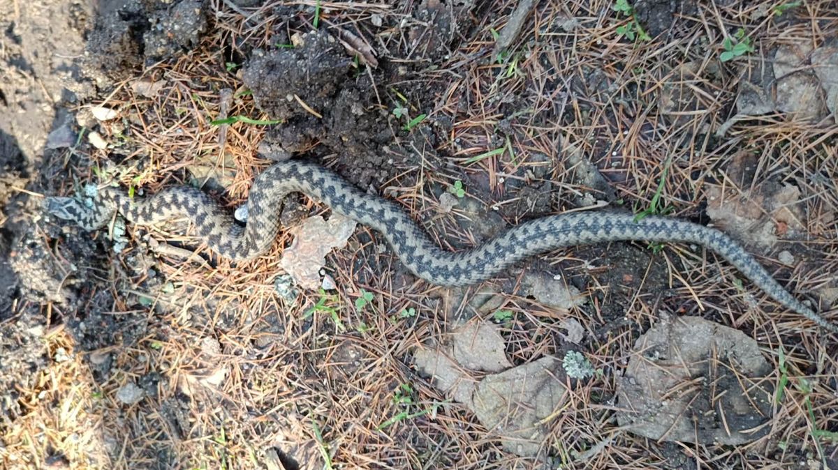 Pejskařka si při setkání s kapitální zmijí na Táborsku počínala zkušeně