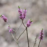 Brzy na jaře kvete na Ransku například i lýkovec jedovatý.