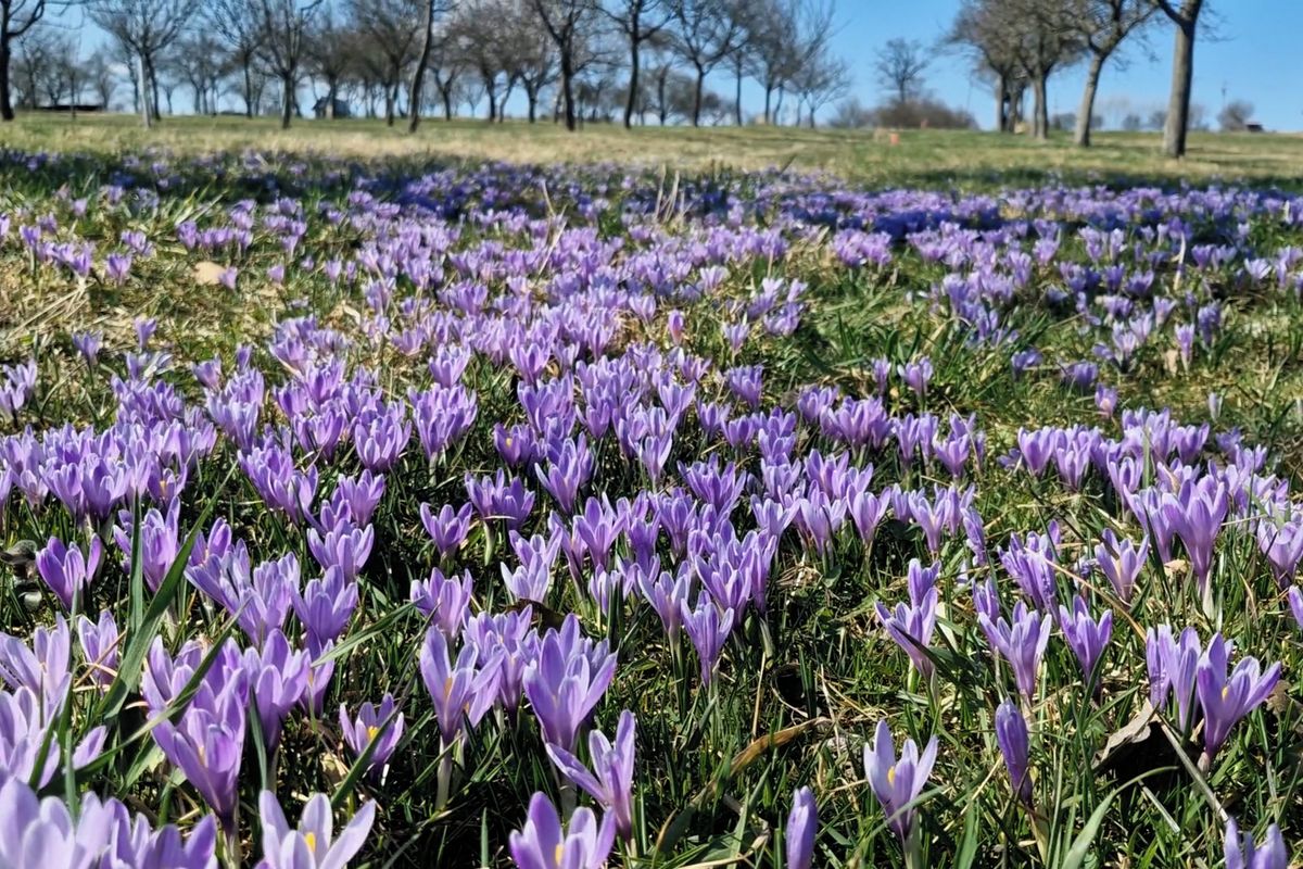 Modrofialová nádhera. V Lačnově rozkvetl vzácný šafrán