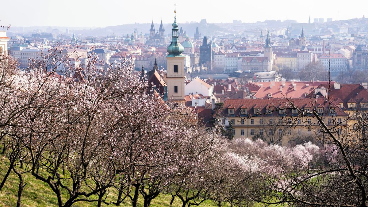 FOTO: Jarní romantika na Petříně, rozkvétají stovky mandloní