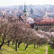 Seminářská zahrada na Petříně na jaře nabízí kouzelný výhled. Rozkvétají mandloně. 
