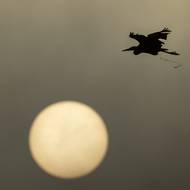 Východ slunce nad Třeboňskem. Nicméně volavky jsou už ráno v akci. 