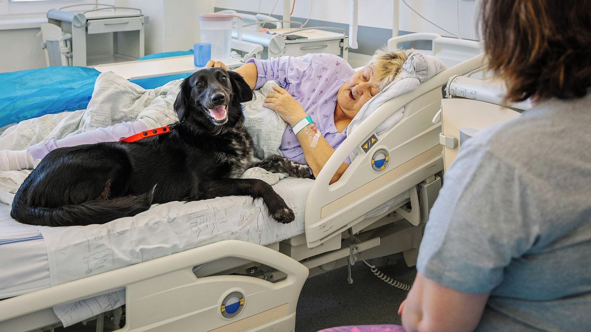 Psi jako součást léčby, ostravská fakultní nemocnice si vybudovala vlastní tým čtyřnohých terapeutů