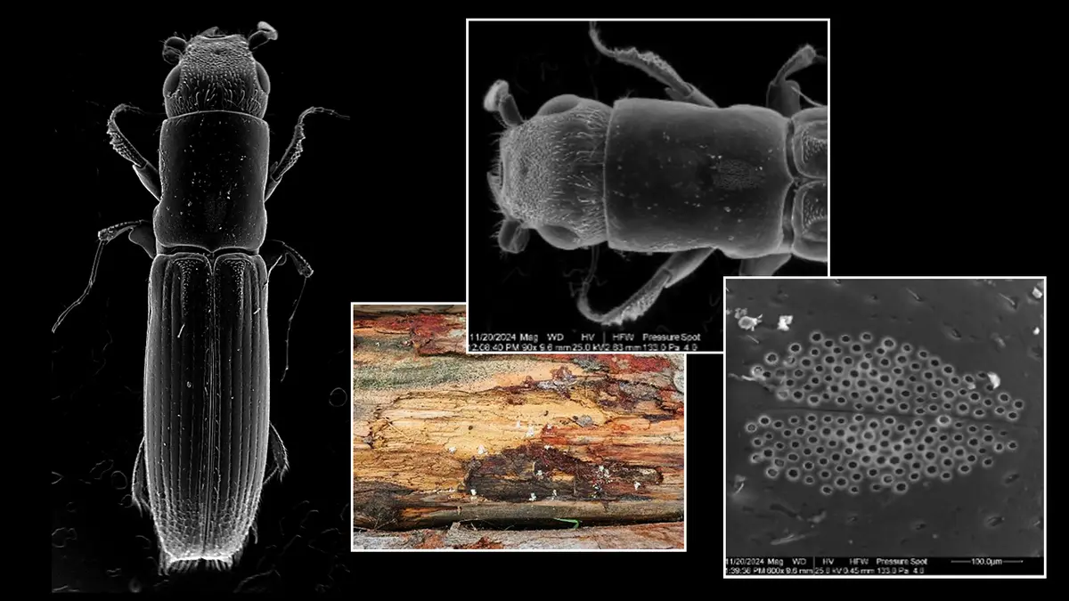 Češi objevili „houbové Galapágy“ v evropských lesích. Pomáhají jádrohlodovi přežít ve dřevě
