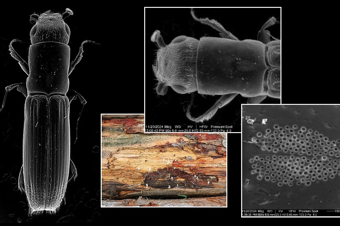 Češi objevili „houbové Galapágy“ v evropských lesích. Pomáhají jádrohlodovi přežít ve dřevě