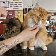 Jakmile Lucie Plíhalová zašustí pamlsky, kočky jsou bleskově na baru.